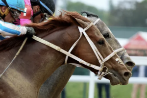 Racehorse owners’ guide to carpet cleaning: stains, odours and fur.